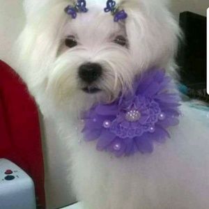 Meet your Posher, Janie